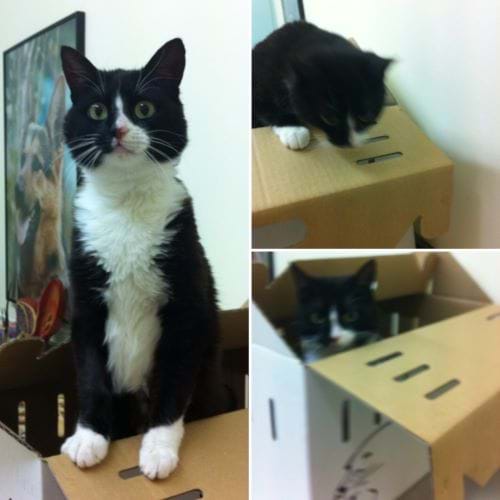 Misty visiting the vet